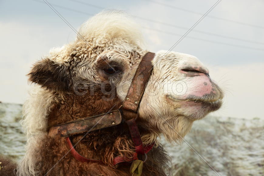 Запряженный коричневый верблюд для езды верхом 