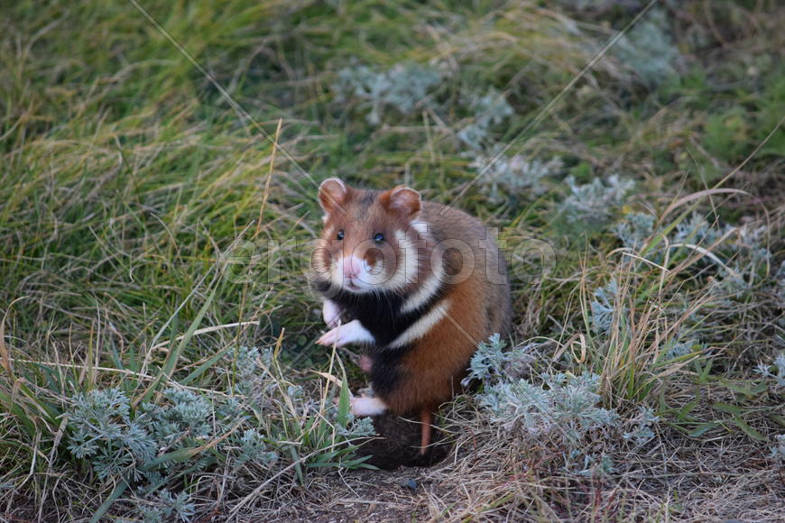 Дикий лесной хомяк на опушке 