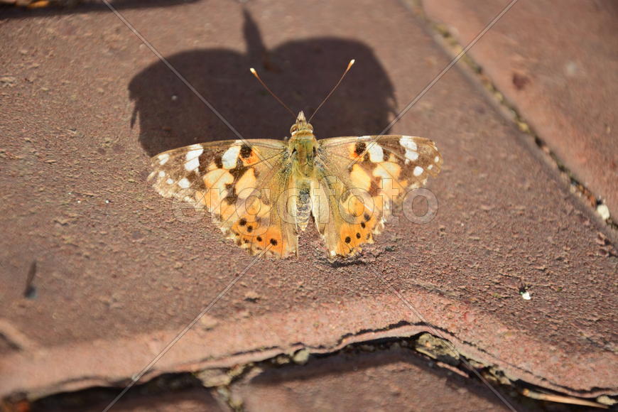 Бабочка отбрасывающая тень