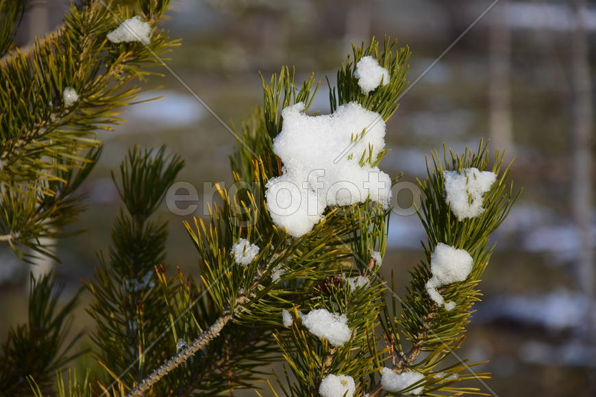 Ветка ели в снегу
