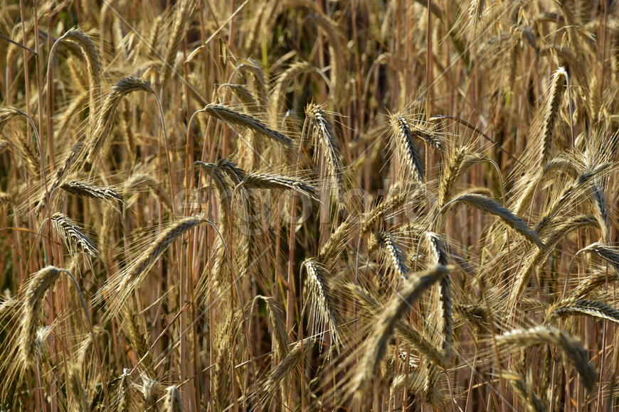 Фон. Пшеничное поле 