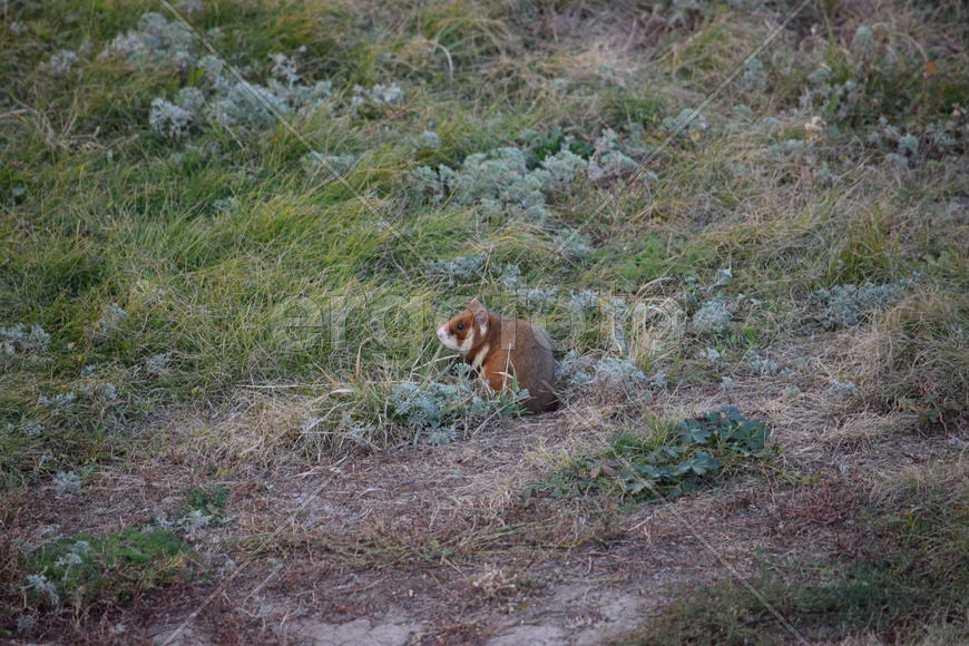 Дикий лесной хомяк на опушке 