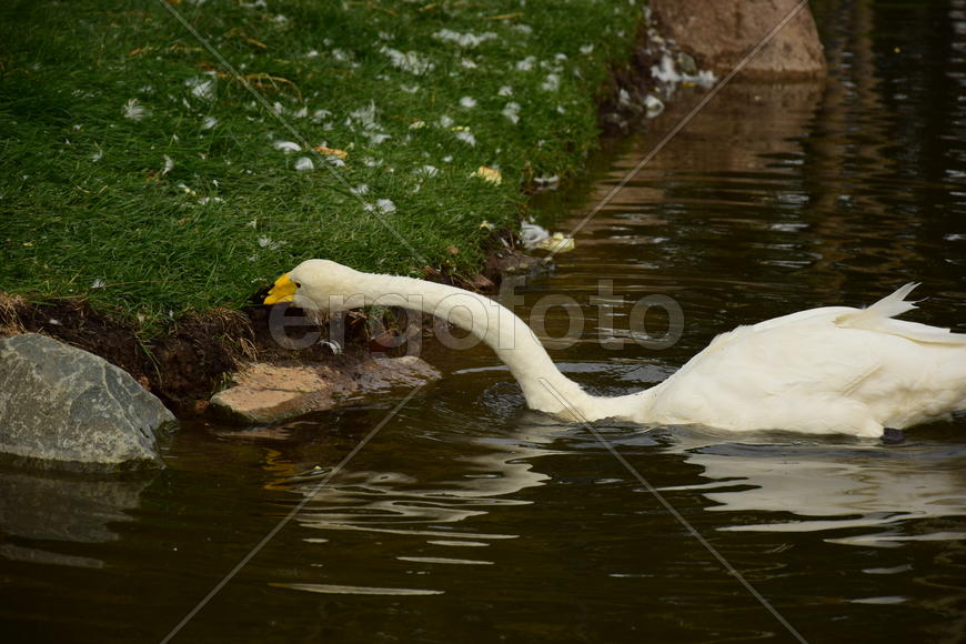 Дикие птицы 