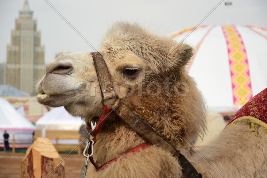 Запряженный коричневый верблюд для езды верхом 