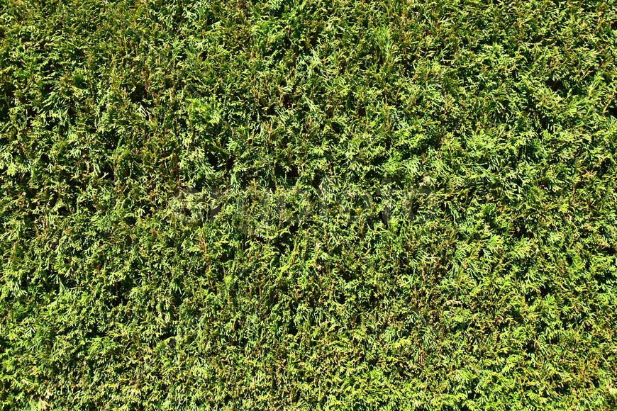 Фон. Текстура зеленого газона 