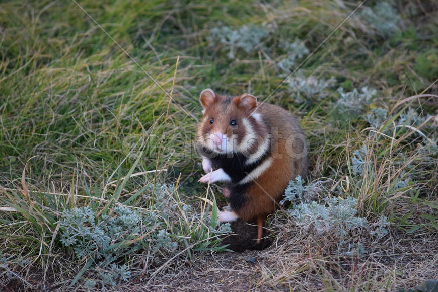 Дикий лесной хомяк на опушке 