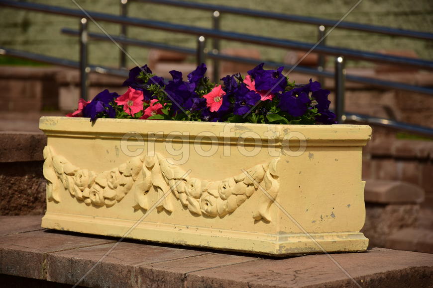 Городские клумбы 