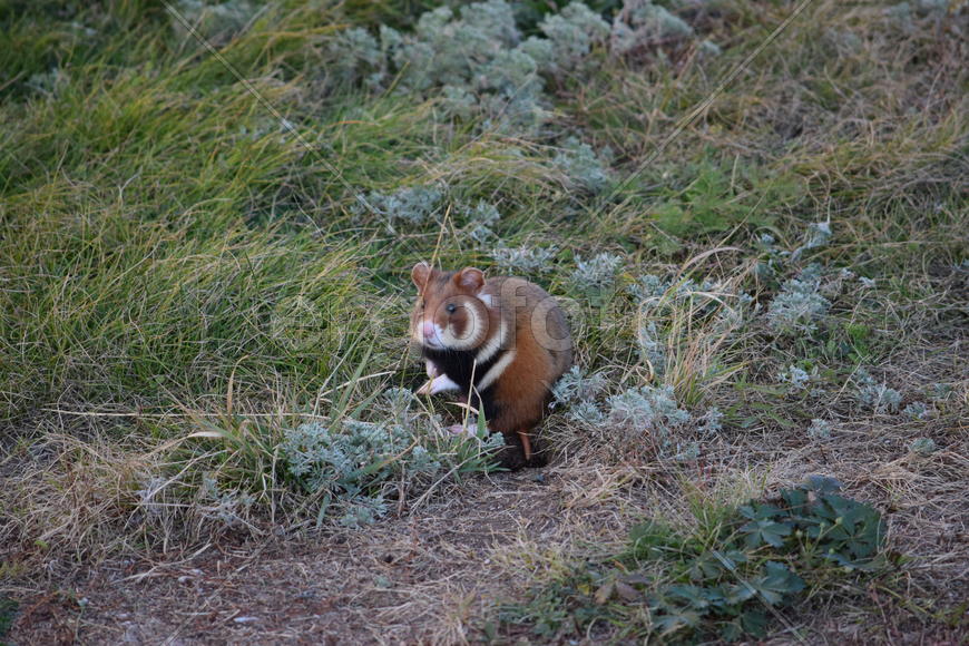 Дикий лесной хомяк на опушке 