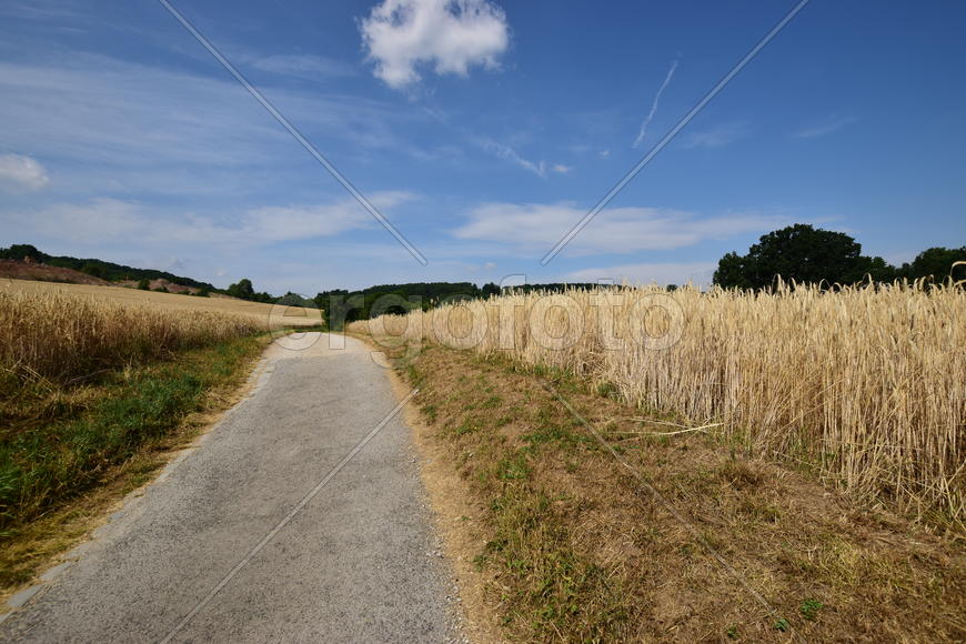Германия. Город Нюрнберг. Пшеничные поля  