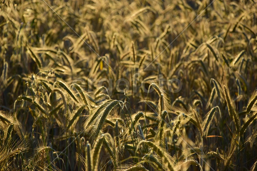 Фон. Пшеничное поле 