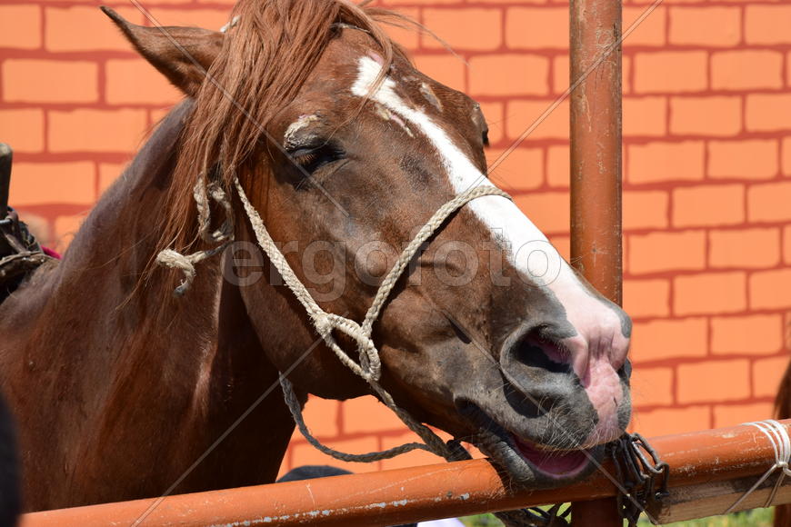 Лошадь в загоне 