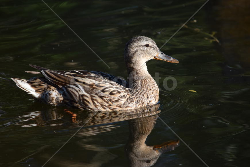 Дикие птицы плавающие по воде 