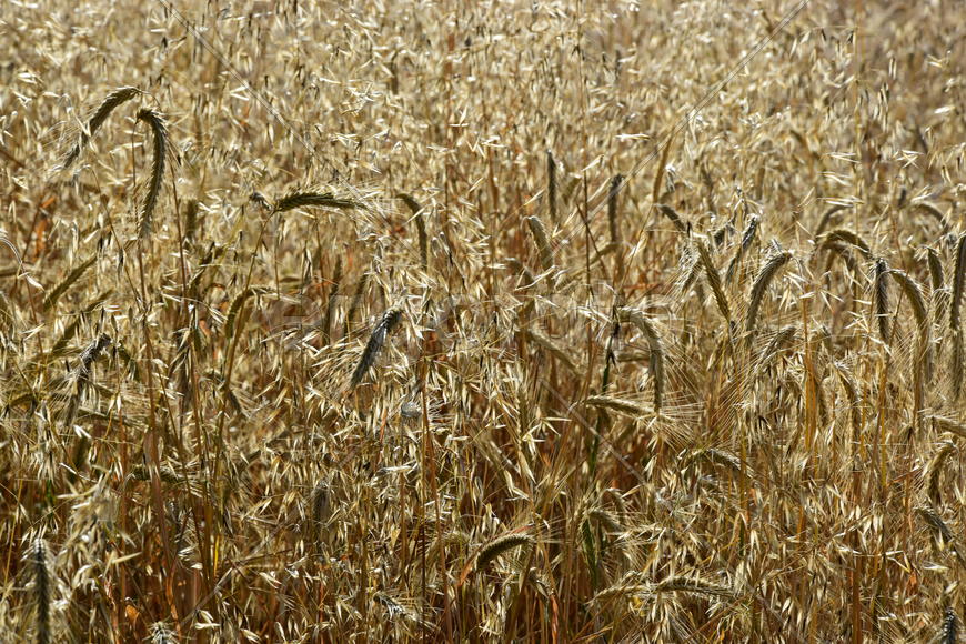 Фон. Пшеничное поле 