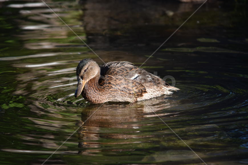 Дикие птицы плавающие по воде 
