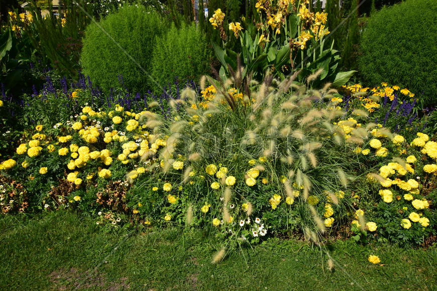 Германия. Мюнхен. Клумба с цветами 