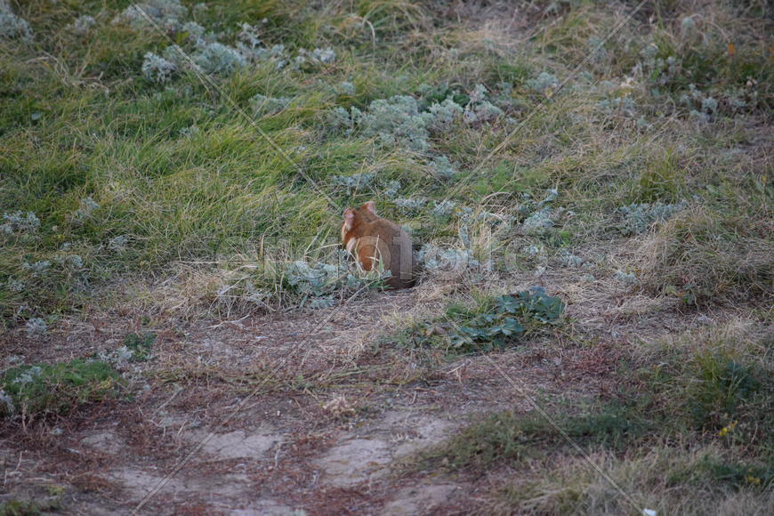 Дикий лесной хомяк на опушке 
