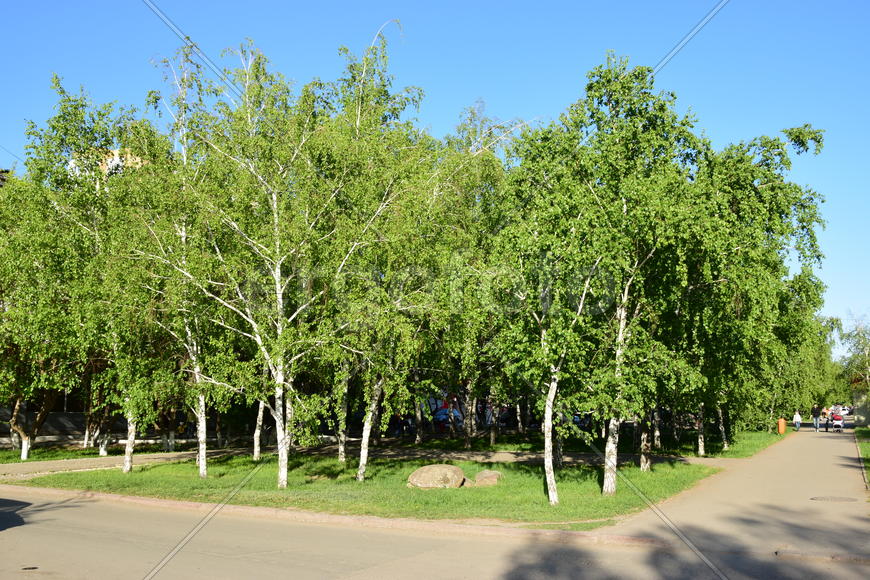Березы летом в парке 