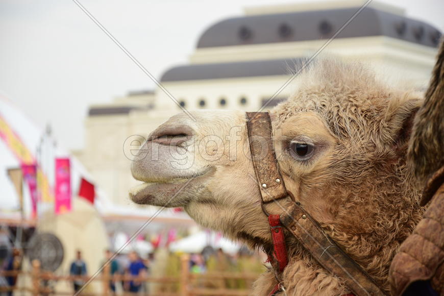 Запряженный коричневый верблюд для езды верхом 