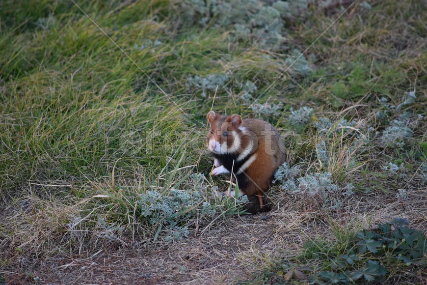 Дикий лесной хомяк на опушке 