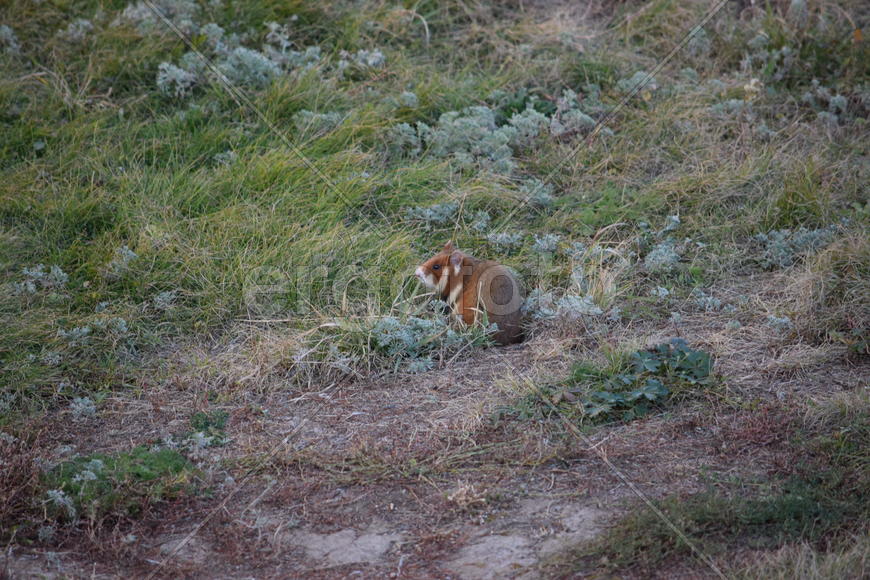 Дикий лесной хомяк на опушке 