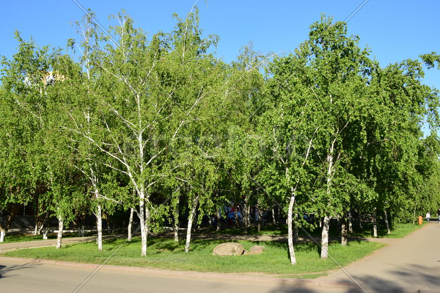 Березы летом в парке 