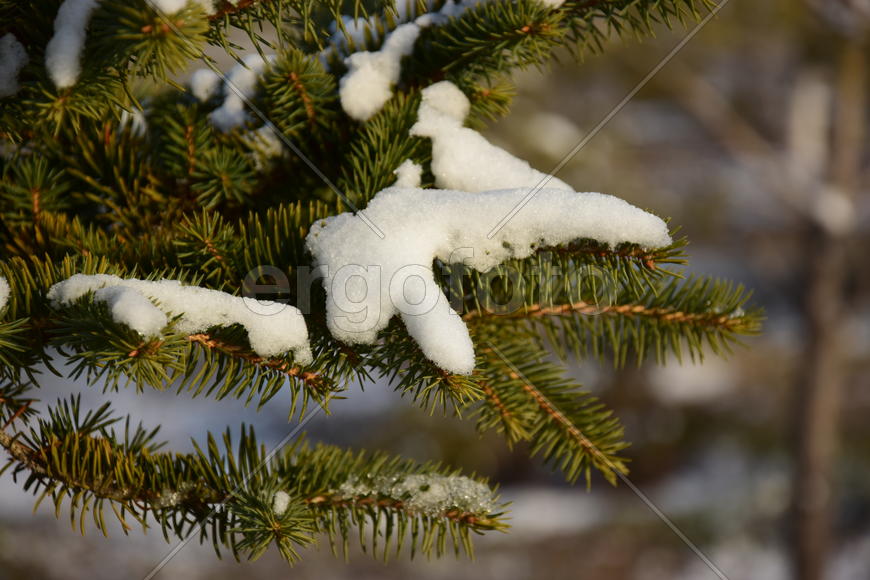 Ветка ели в снегу