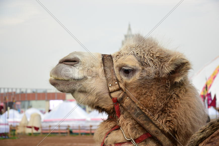 Запряженный коричневый верблюд для езды верхом 