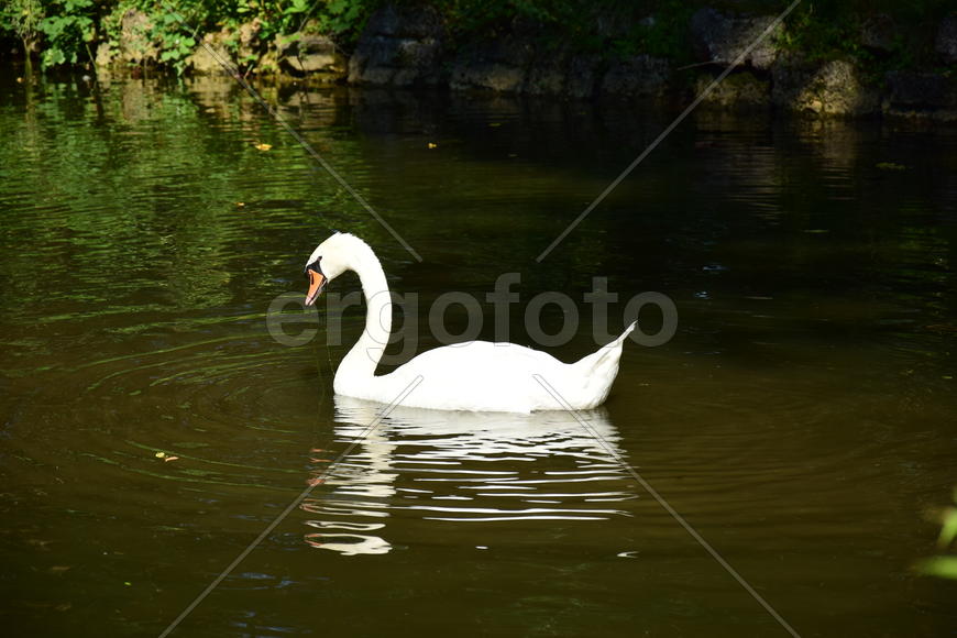 Дикие птицы 