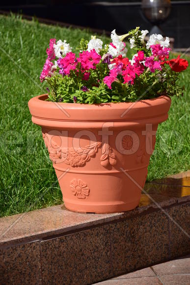 Городские клумбы 