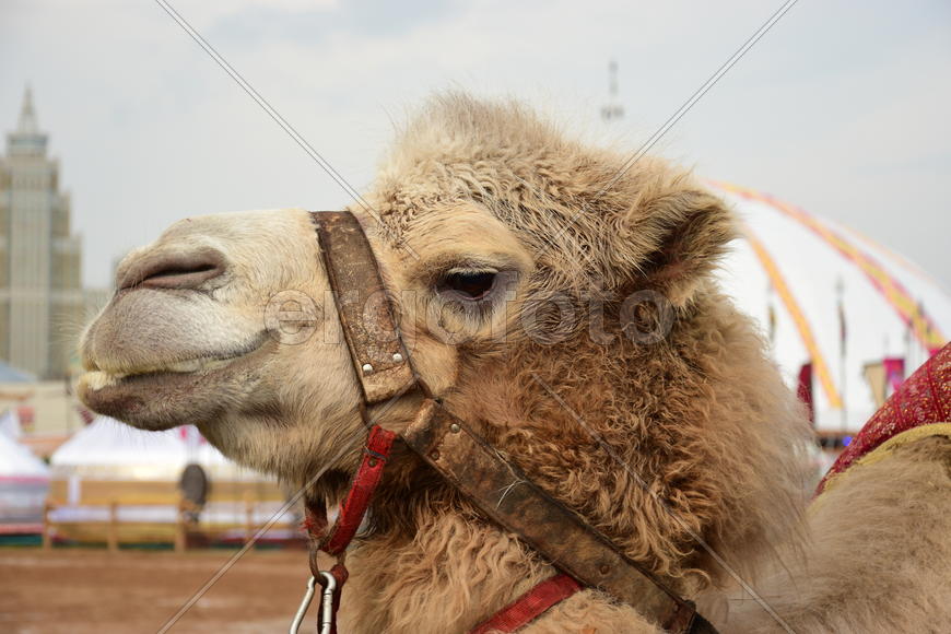 Запряженный коричневый верблюд для езды верхом 
