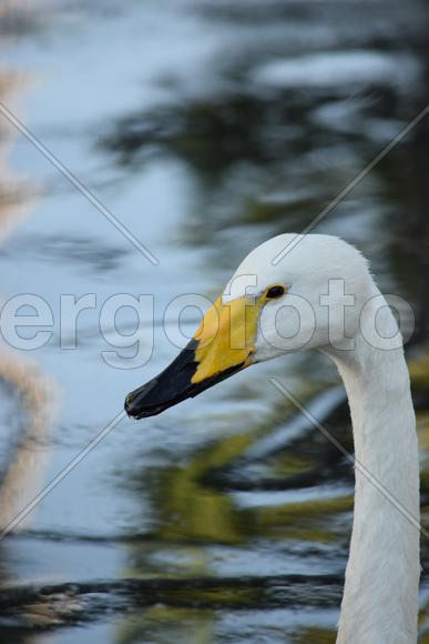 Дикие птицы плавающие по воде 