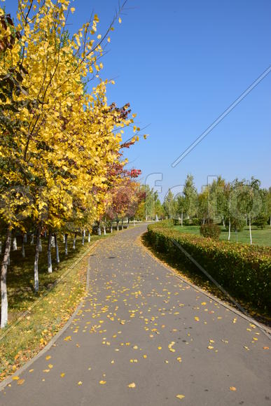 Золотая осень в парке 