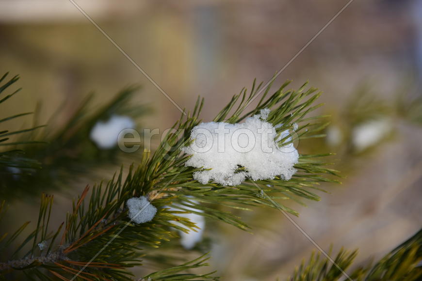 Ветка ели в снегу