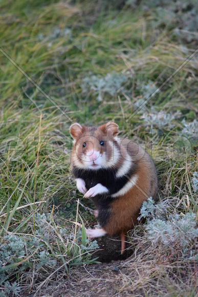 Дикий лесной хомяк на опушке 