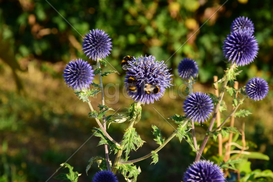 Сиреневые цветы на зеленом фоне 