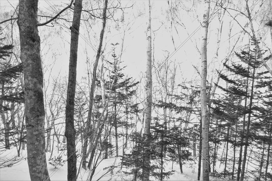 Зимний лес