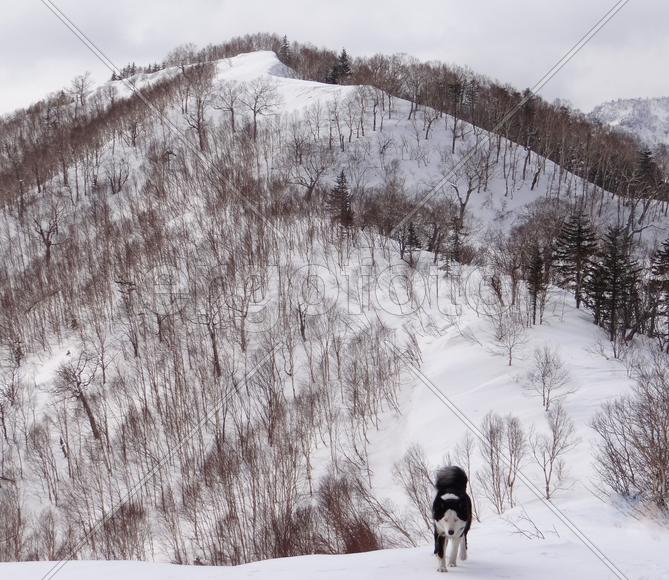Сахалинская собака