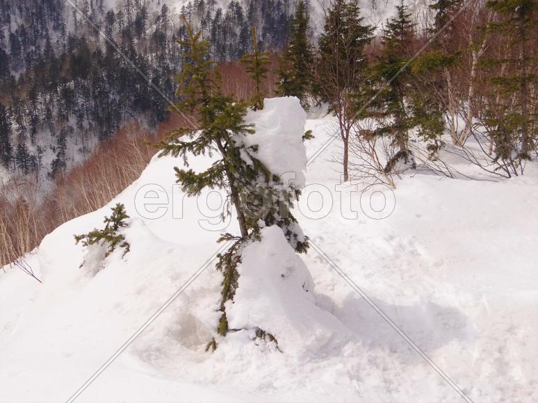 Сахалинская ель