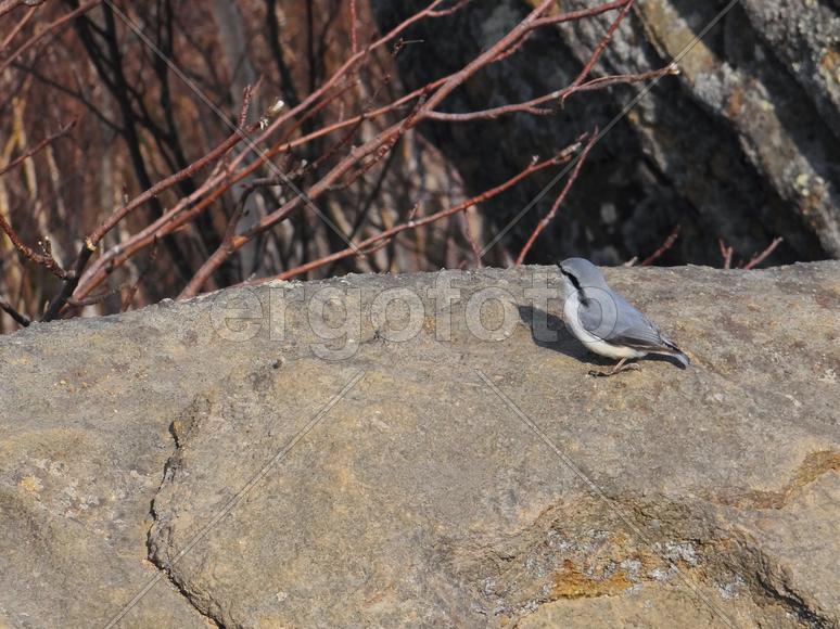 Сахалин. Останец Лягушка