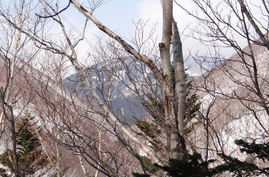 Сахалин. Мицуля