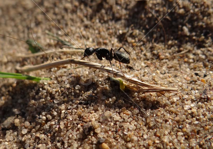 Муравей-трудяга