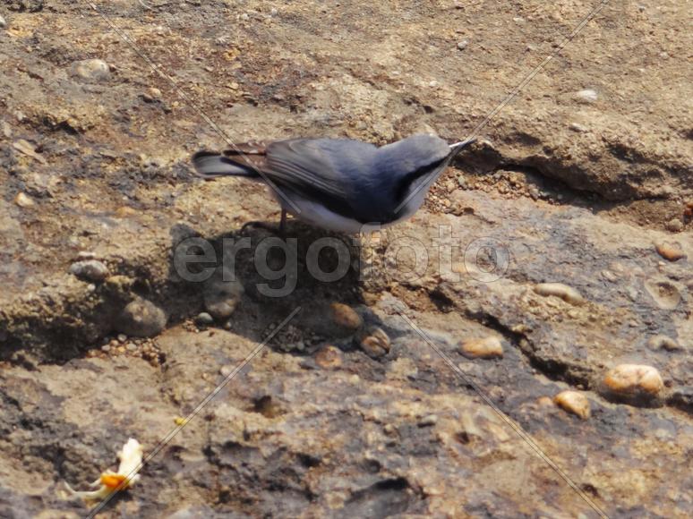 Сахалин. Останец Лягушка