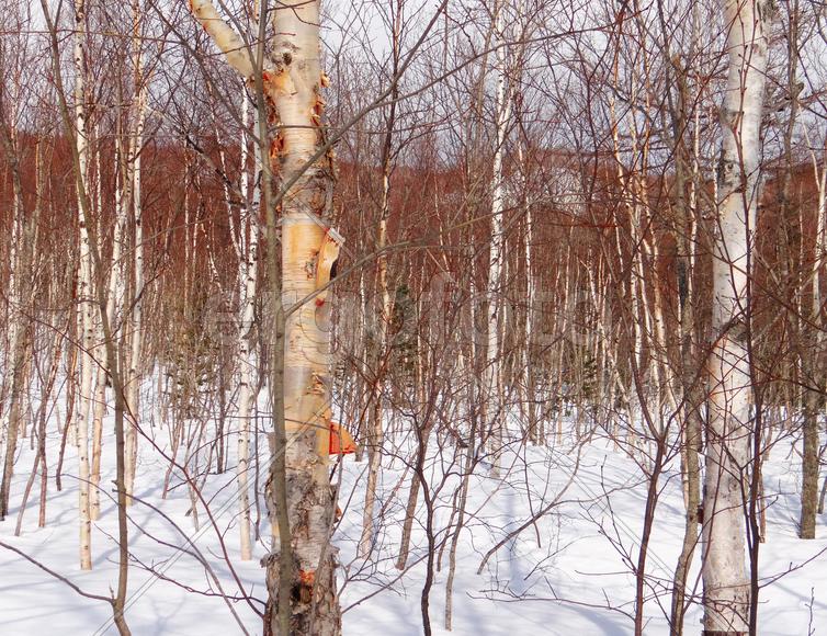 Берёзы зимой