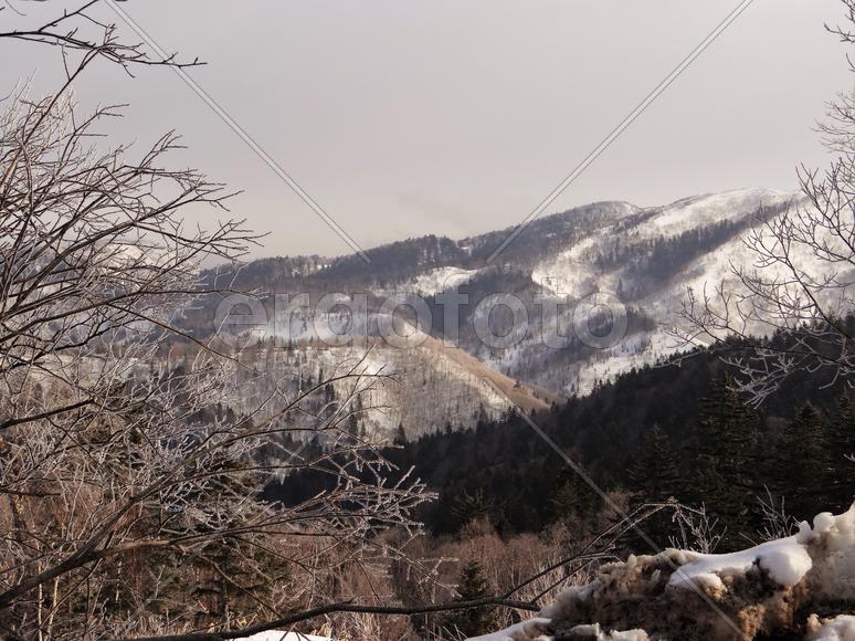 Сахалин. Мицуля