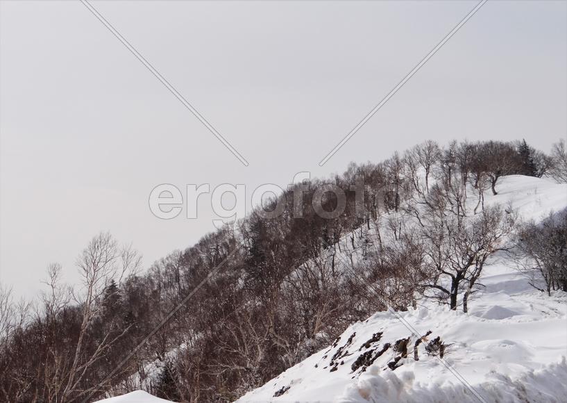 Сахалин. Мицуля
