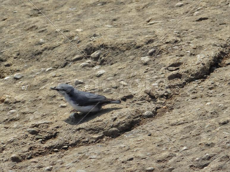 Сахалин. Останец Лягушка