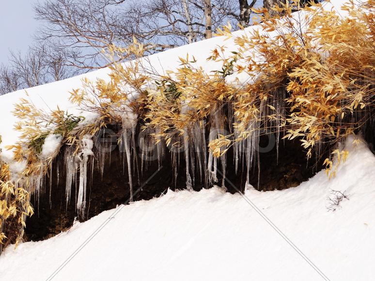 Сахалин. Мицуля