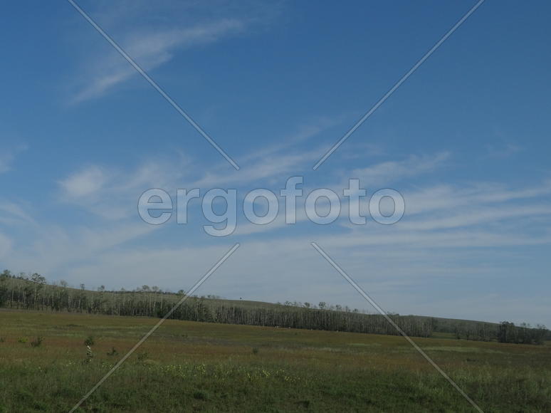 Хвойный горизонт