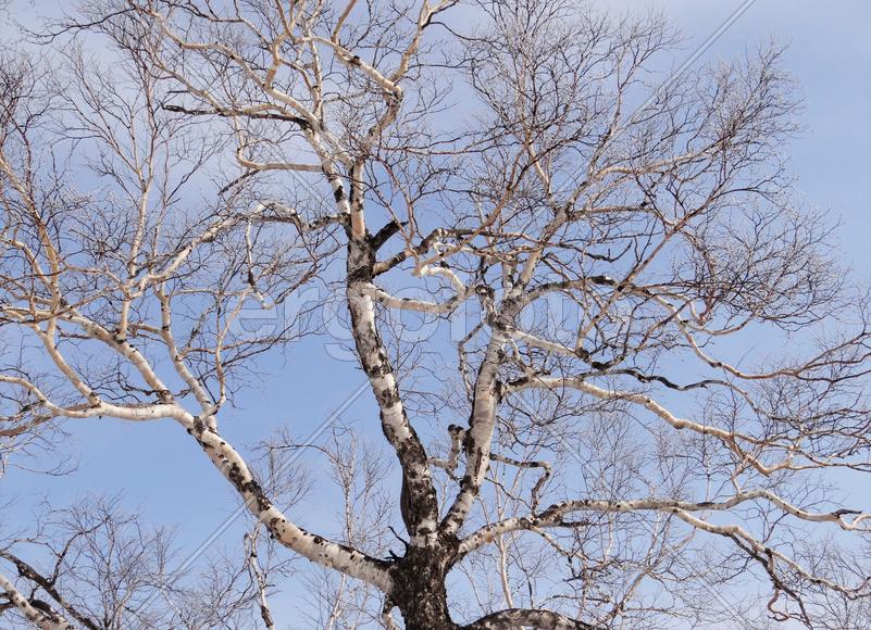 Сахалин. Мицуля