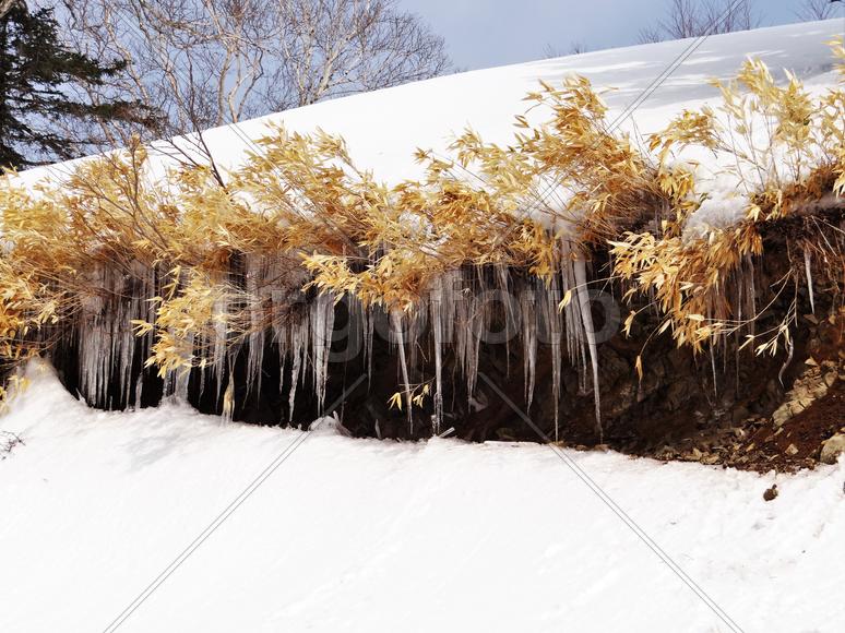 Сахалин. Мицуля